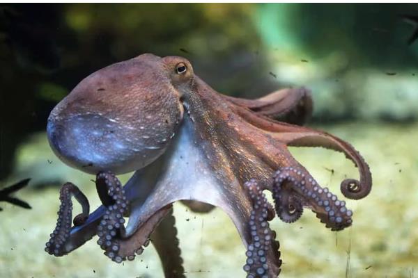 章鱼名字的由来，章和八是一个意思