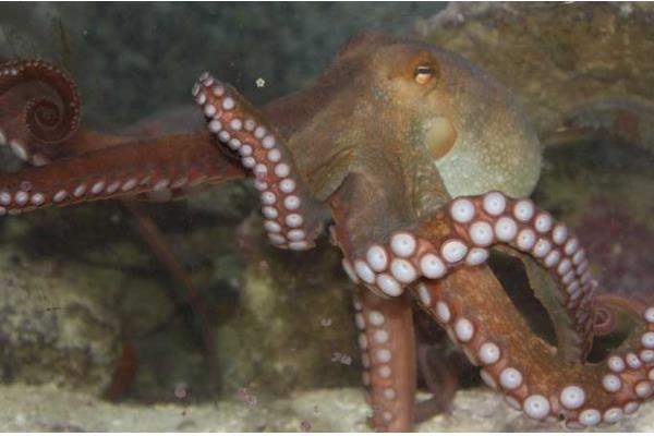 章鱼名字的由来，章和八是一个意思