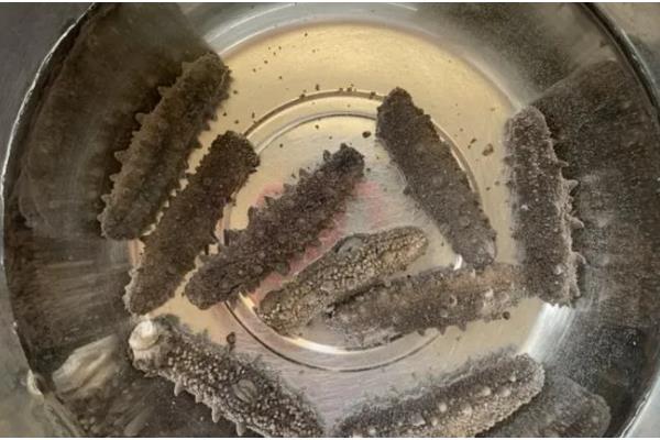 海参的保存方法，干海参放在通风干燥处即可