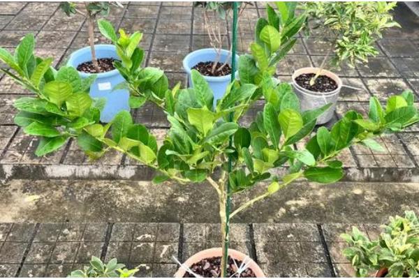 怎么养柠檬幼苗，要秉持适度适量的浇水原则