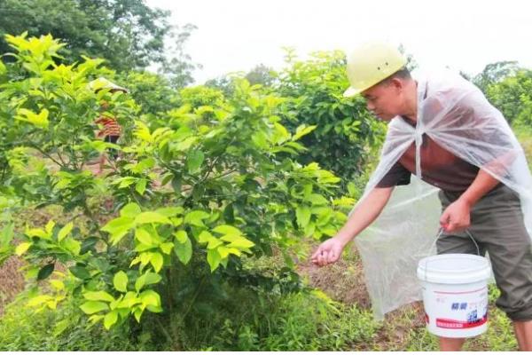 怎么养柠檬幼苗，要秉持适度适量的浇水原则