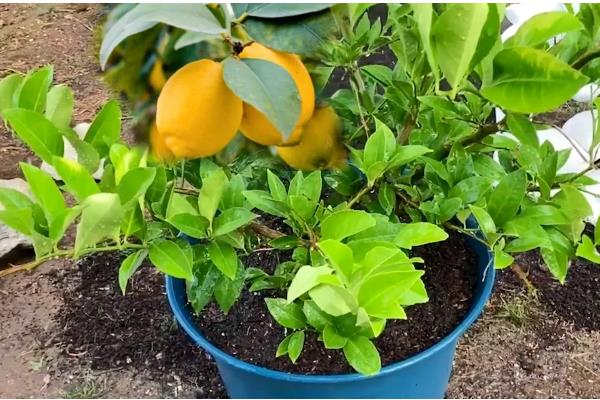 怎么养柠檬幼苗，要秉持适度适量的浇水原则