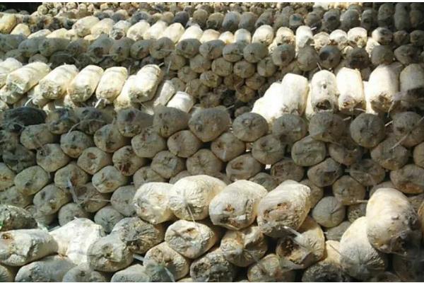 平菇菌袋怎么防绿霉，埋在土沟中过一段时间就会消失