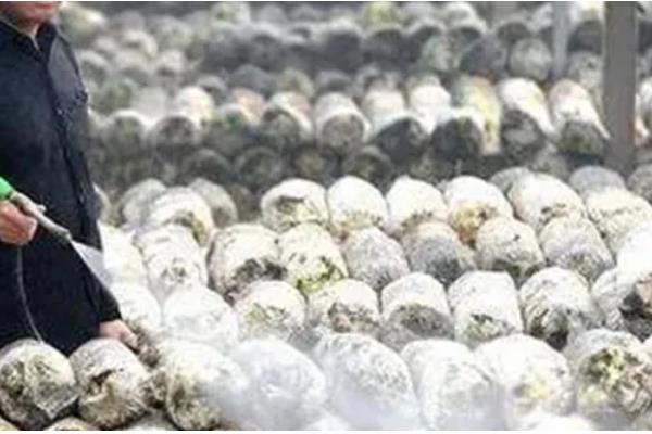 平菇菌袋怎么防绿霉，埋在土沟中过一段时间就会消失