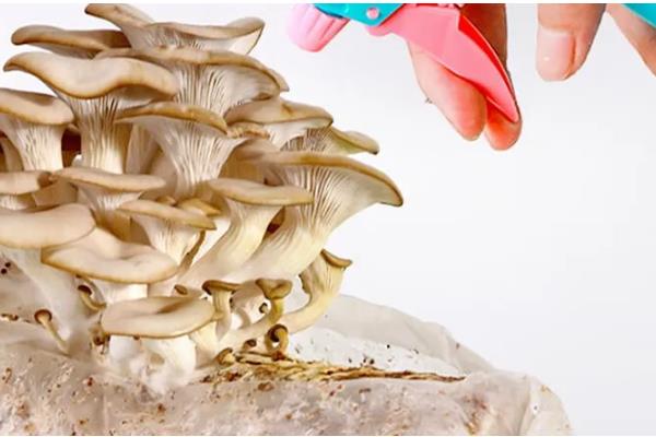 平菇菌袋怎么防绿霉，埋在土沟中过一段时间就会消失