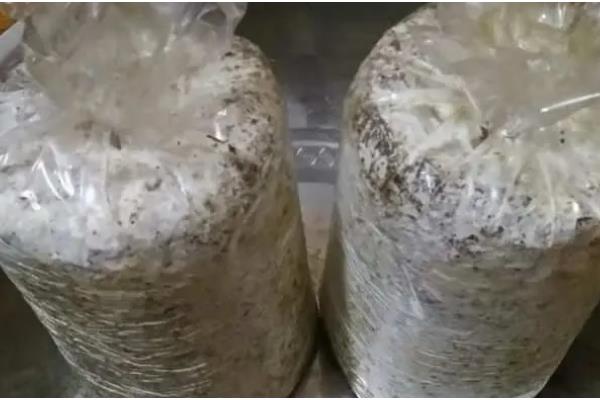 平菇菌袋怎么防绿霉，埋在土沟中过一段时间就会消失