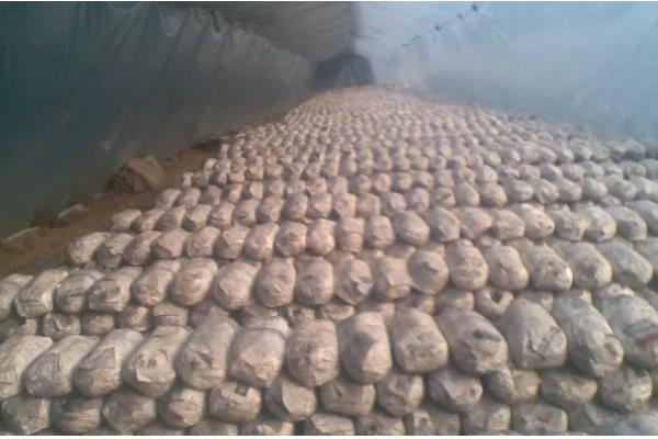 平菇菌袋怎么防绿霉，埋在土沟中过一段时间就会消失