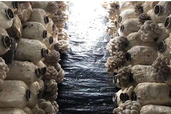 平菇菌袋怎么防绿霉，埋在土沟中过一段时间就会消失