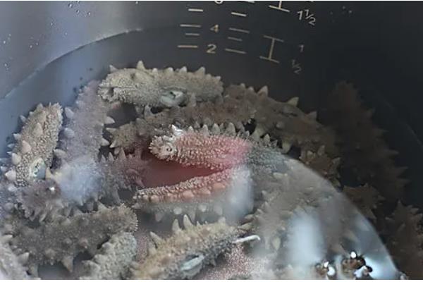 海参的保存方法，干海参放在通风干燥处即可