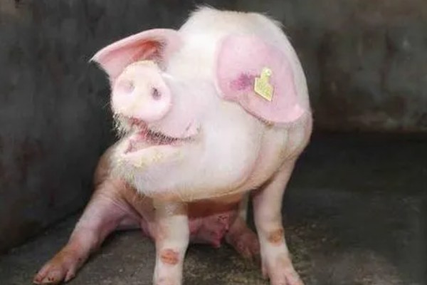 猪为何不肯吃东西，主要是疾病所致