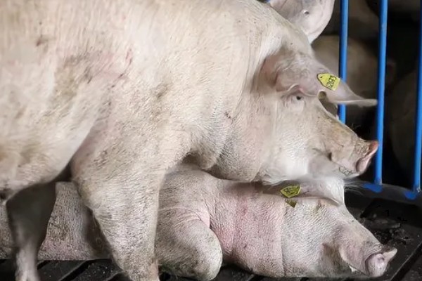 猪为何不肯吃东西，主要是疾病所致