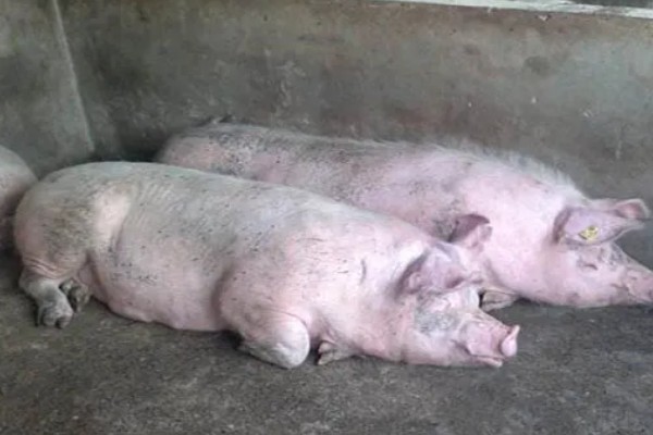 猪为何不肯吃东西，主要是疾病所致