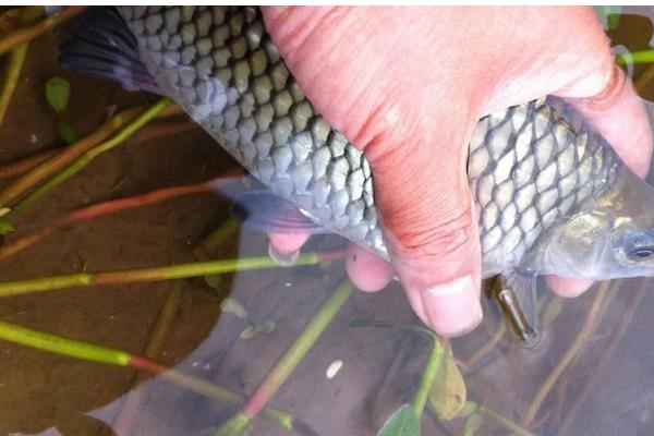 清波鱼的产地，原产于长江及其支流