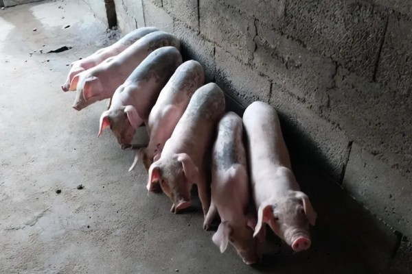 猪为何不肯吃东西，主要是疾病所致