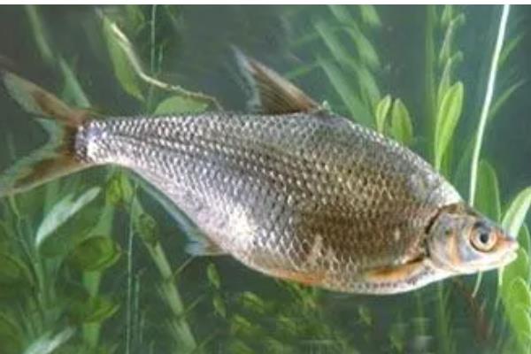 清波鱼的产地，原产于长江及其支流