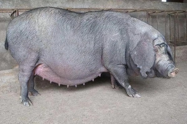 猪为何不肯吃东西，主要是疾病所致