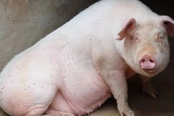 猪为何不肯吃东西，主要是疾病所致