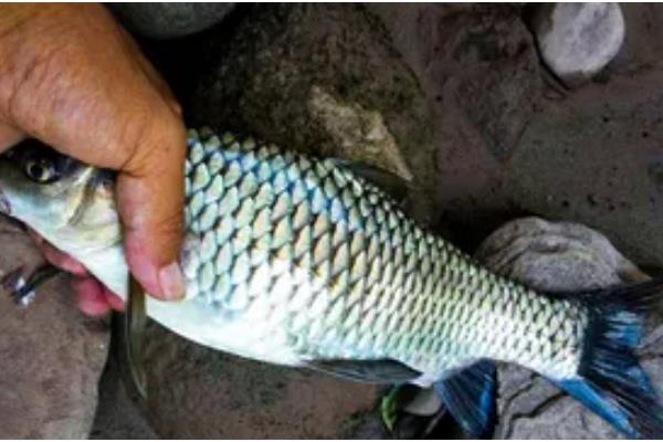 清波鱼的产地，原产于长江及其支流