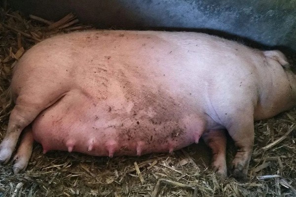 猪为何不肯吃东西，主要是疾病所致