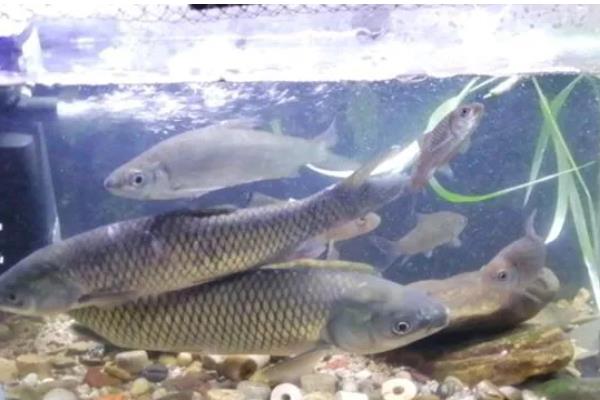 清波鱼的产地，原产于长江及其支流