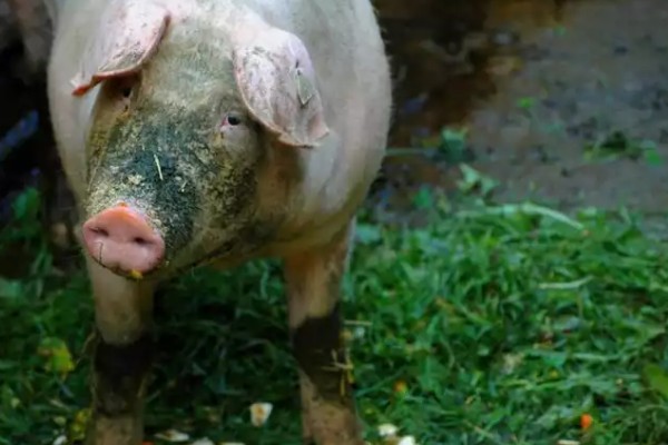 猪为何不肯吃东西，主要是疾病所致