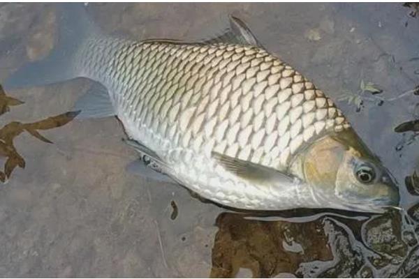 清波鱼的产地，原产于长江及其支流