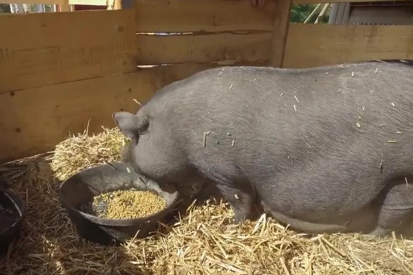 猪为何不肯吃东西，主要是疾病所致