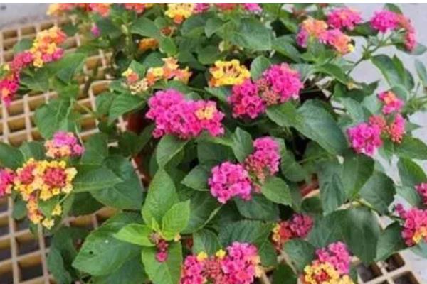 五色梅怎么养，喜欢阳光充足的环境