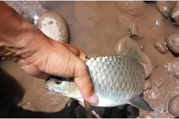 清波鱼的产地，原产于长江及其支流