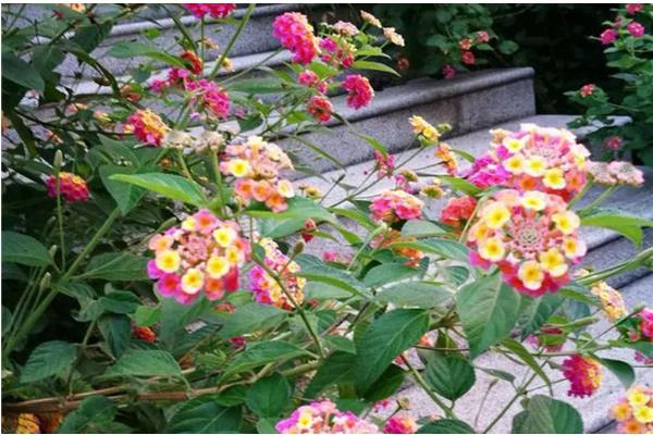 五色梅怎么养，喜欢阳光充足的环境