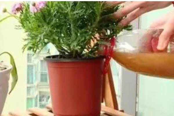 五色梅怎么养，喜欢阳光充足的环境