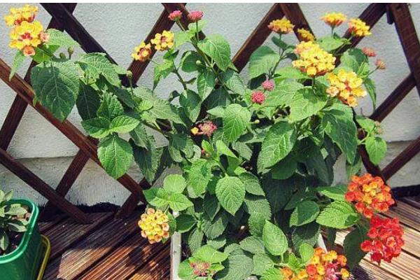 五色梅怎么养，喜欢阳光充足的环境