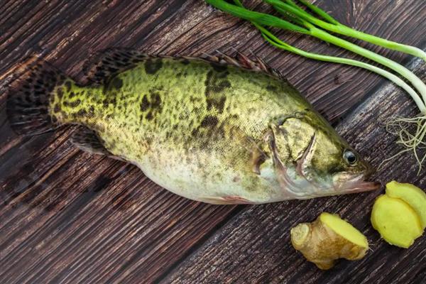 桂鱼吃什么食物,主要以活鱼虾为食