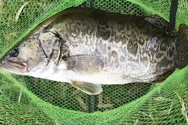 桂鱼吃什么食物,主要以活鱼虾为食