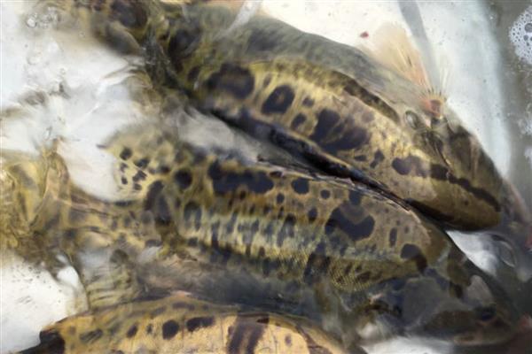 桂鱼吃什么食物,主要以活鱼虾为食