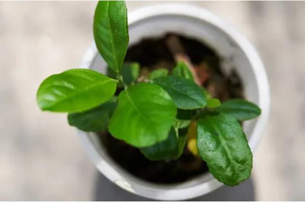 怎么养柠檬幼苗，要秉持适度适量的浇水原则