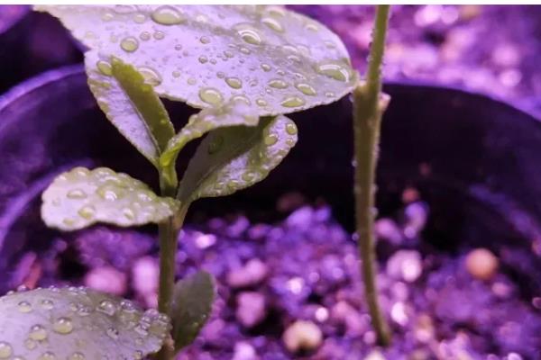 怎么养柠檬幼苗，要秉持适度适量的浇水原则