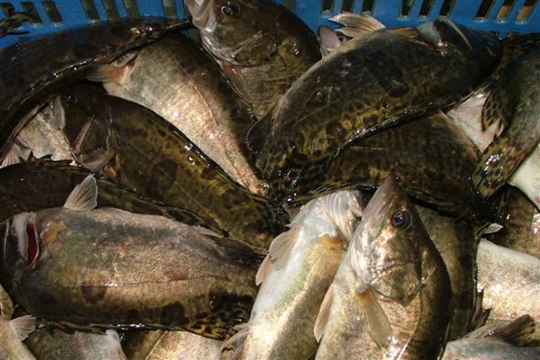 桂鱼吃什么食物,主要以活鱼虾为食