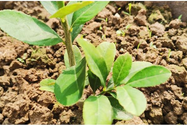 怎么养柠檬幼苗，要秉持适度适量的浇水原则