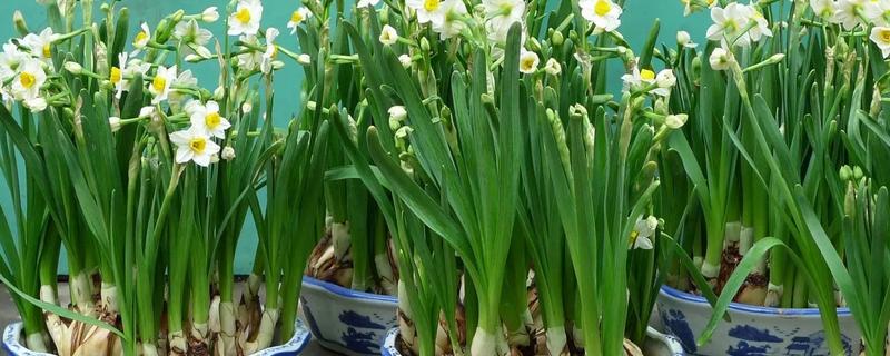 水仙不开花怎么处理，控制在12-18℃的温暖环境下