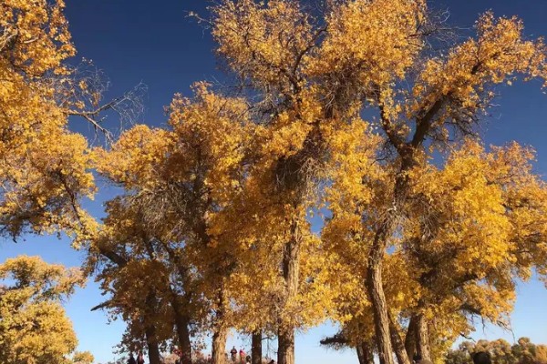 胡杨树的象征，寓意坚韧不拔、英雄不朽、顽强精神