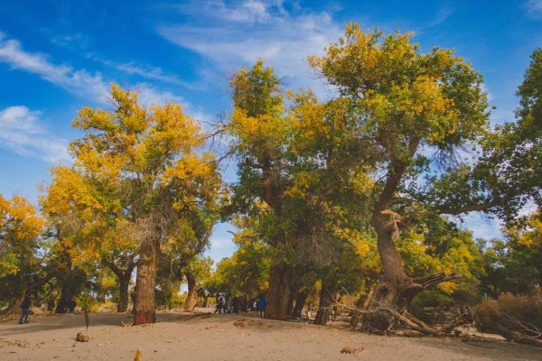 胡杨树的象征，寓意坚韧不拔、英雄不朽、顽强精神
