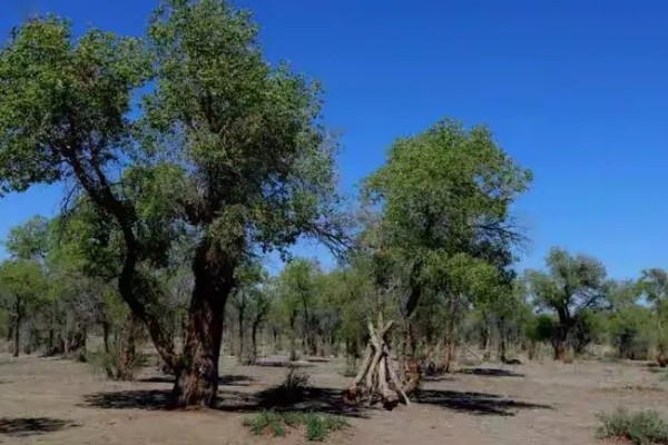 胡杨树的象征，寓意坚韧不拔、英雄不朽、顽强精神