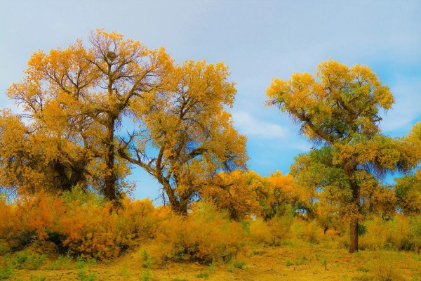 胡杨树的象征，寓意坚韧不拔、英雄不朽、顽强精神