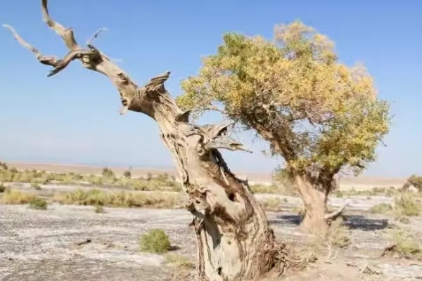 胡杨树的象征，寓意坚韧不拔、英雄不朽、顽强精神