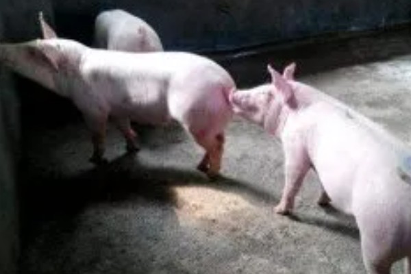 后备母猪不发情如何处理,可采取调换猪栏、增加运动量等措施