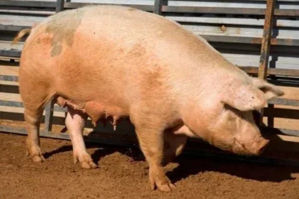 后备母猪不发情如何处理,可采取调换猪栏、增加运动量等措施
