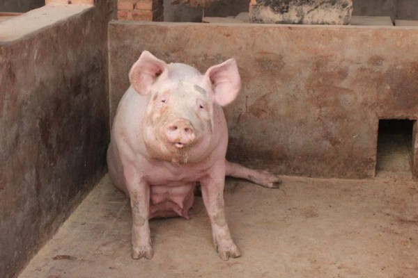 后备母猪不发情如何处理,可采取调换猪栏、增加运动量等措施