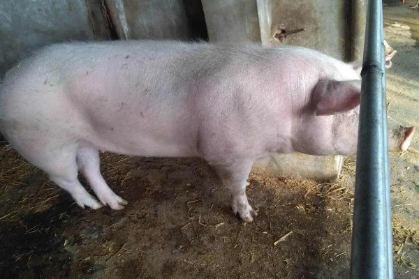 后备母猪不发情如何处理,可采取调换猪栏、增加运动量等措施