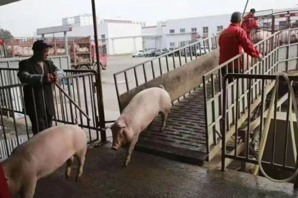 后备母猪不发情如何处理,可采取调换猪栏、增加运动量等措施